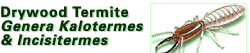 Drywood Termite