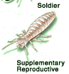 Drywood Termite