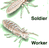 Subterranean Termite